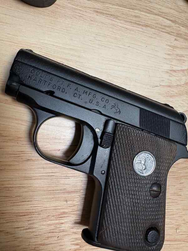 Colt Jr. for Trade 